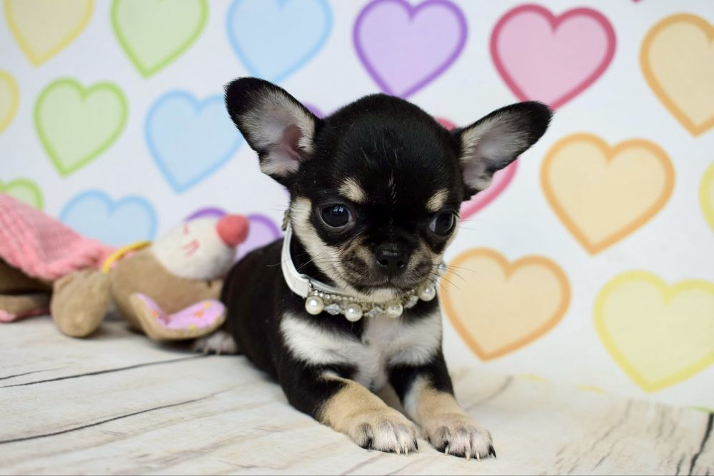 Chihuahua prześliczny Czesiu