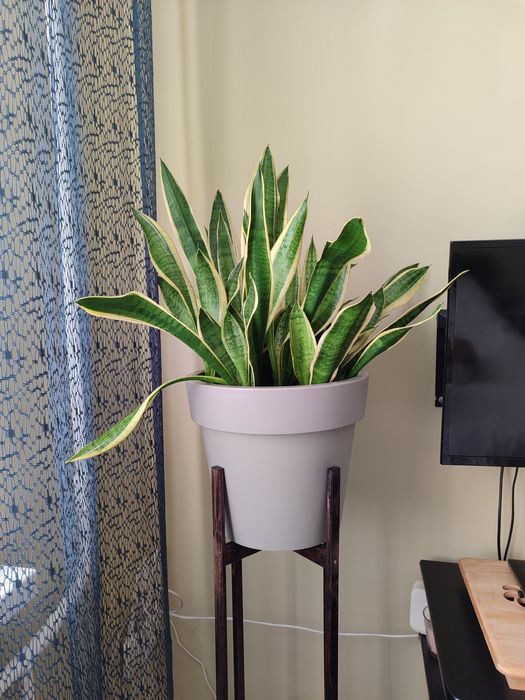 Велика сансев'єрія з вазоном, доросла рослина