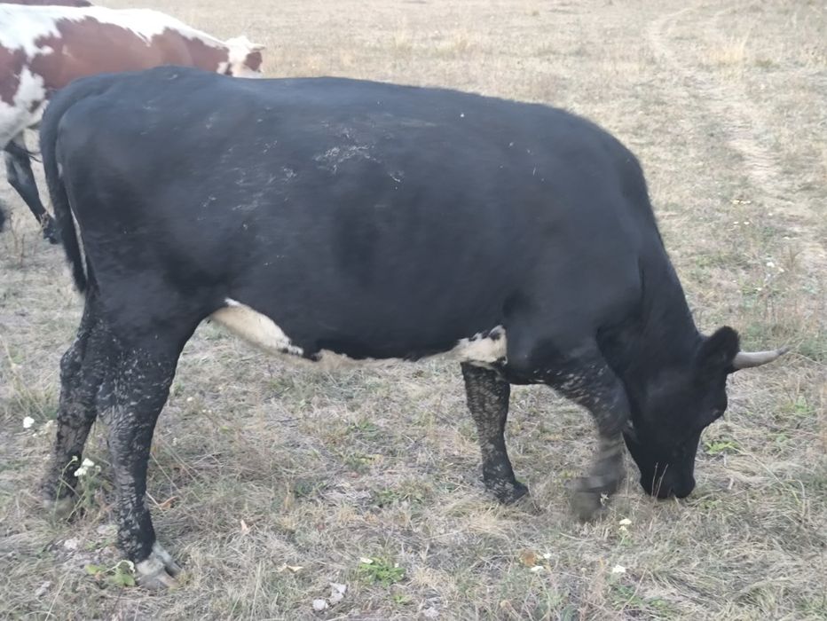 Продам тільних телиць. Крс