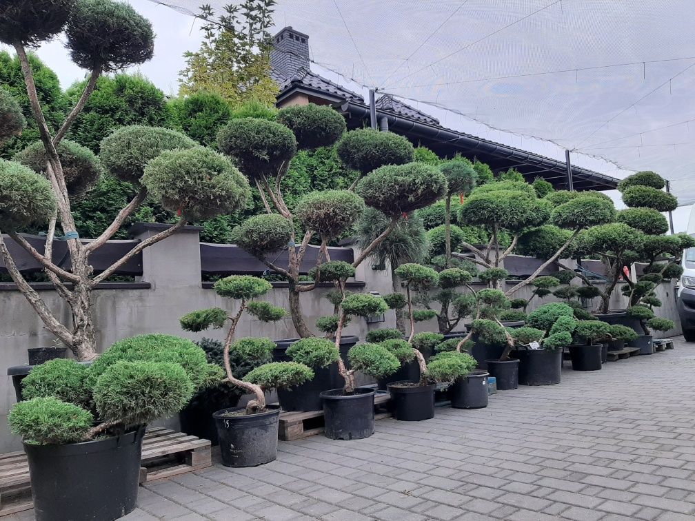 bonsai Rośliny formowane Sosna,swierk,jalowiec