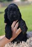Cocker spaniel angielski
