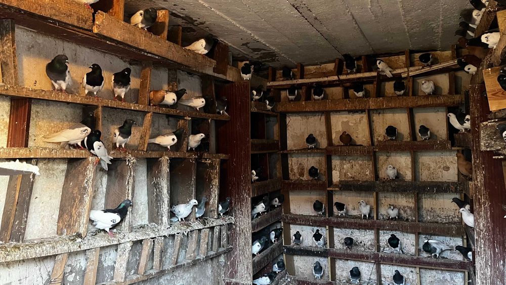 Gołębie Ciemne (widne, drupiate, murzyny) - Lot 120 szt.