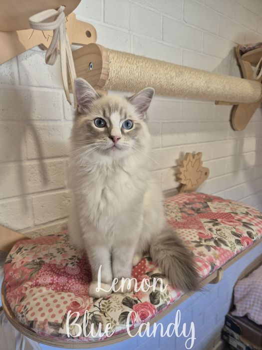 Kot Ragdoll Lemon Blue Candy Pl Warszawa FPL Gotowy do odbioru