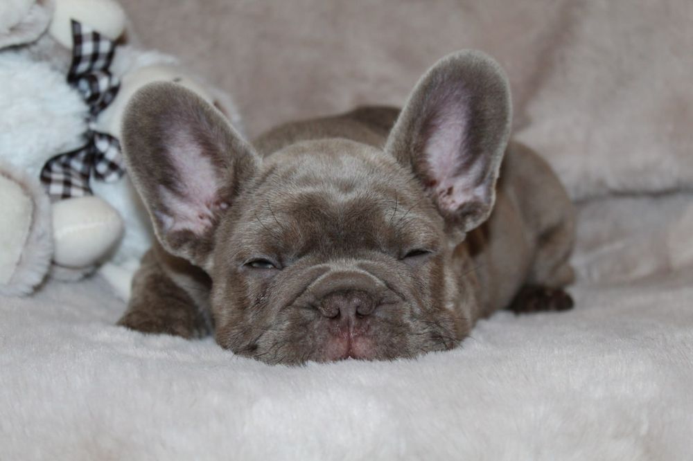 Розкішні французики