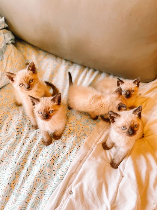 Gatinhos siamês bebes