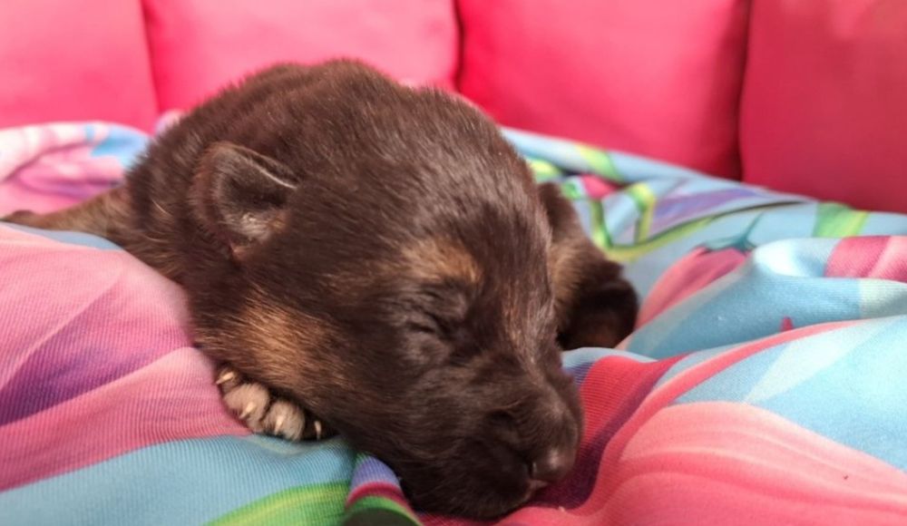 Piesek owczarka niemieckiego krótkowłosego