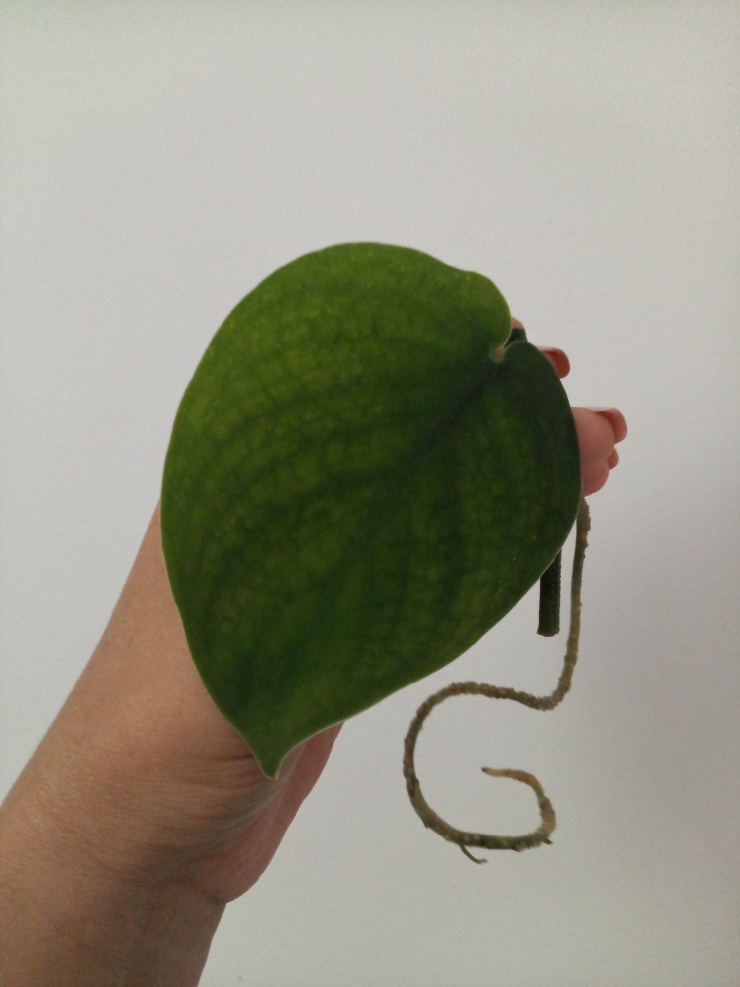Scindapsus Jade Satin