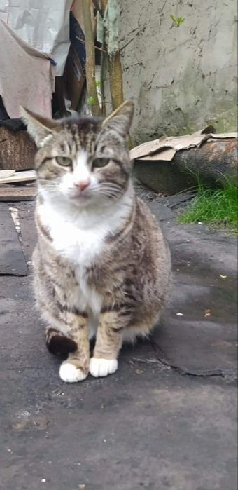 Отдам кошку лесного окраса, стерилизована, 5 лет