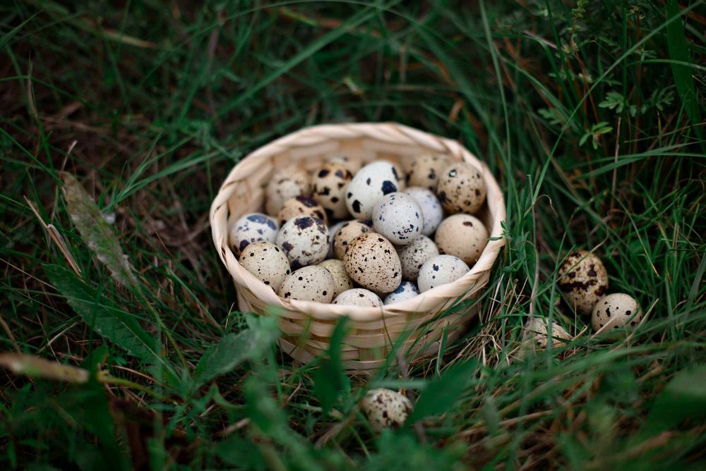 Перепелині яйця з власної ферми
