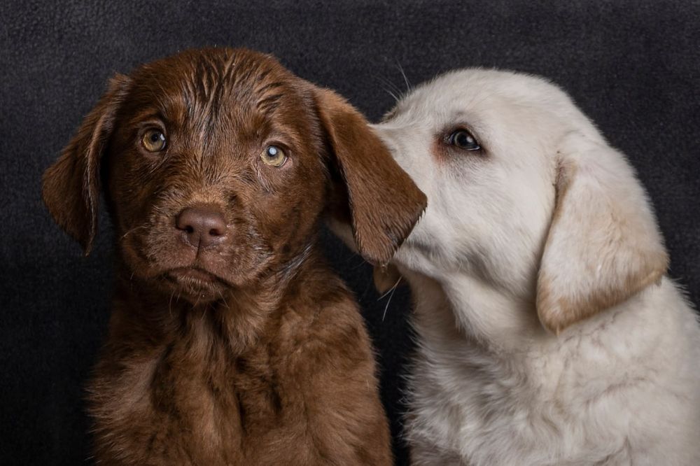 Дівчинка цуценя шоколадного лабрадора з документами! Щеплена
