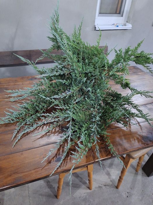 Ялівці Блю чип (можжевельник)