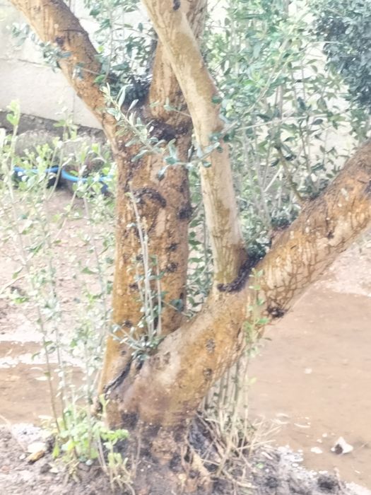 Oliveiras para jardim