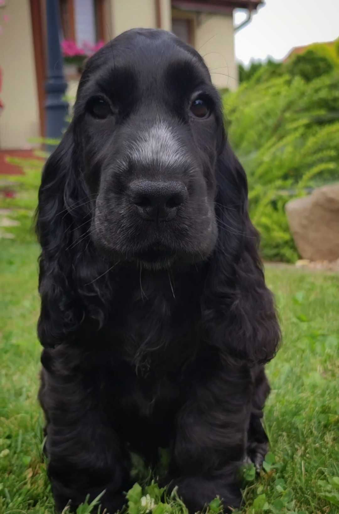 Cocker spaniel angielski