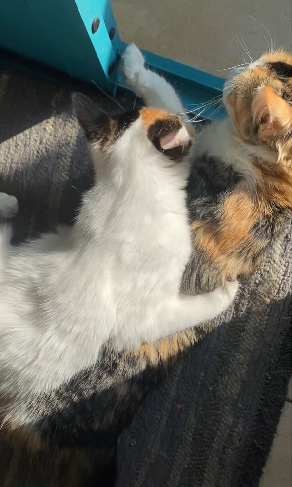 Gatinhas para adoção RESPONSAVEL!