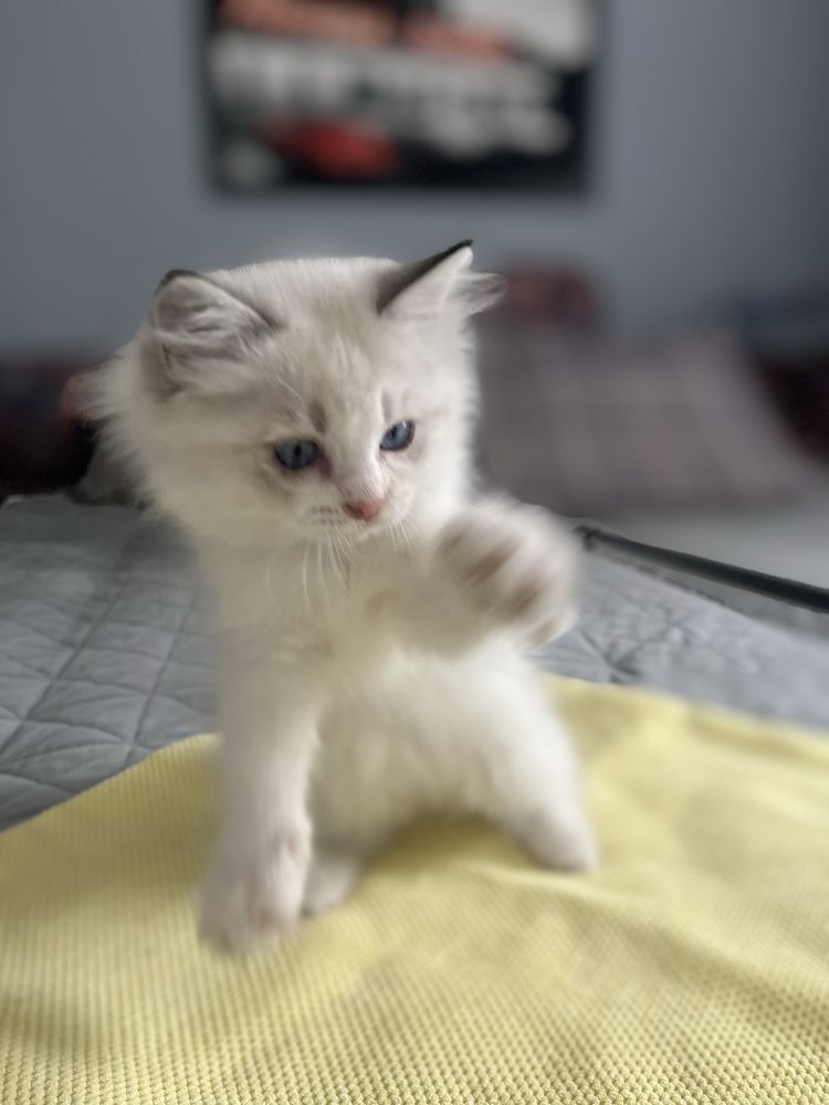 Ragdoll sliczny chlooczyk
