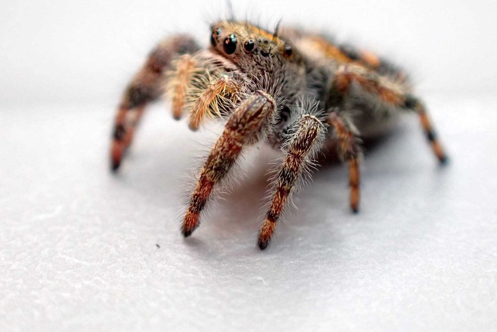 Skakun Phidippus bryantae oregon L8