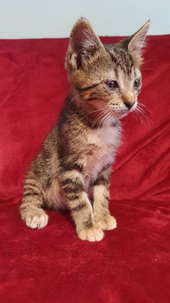 Gatinho para adopção responsável