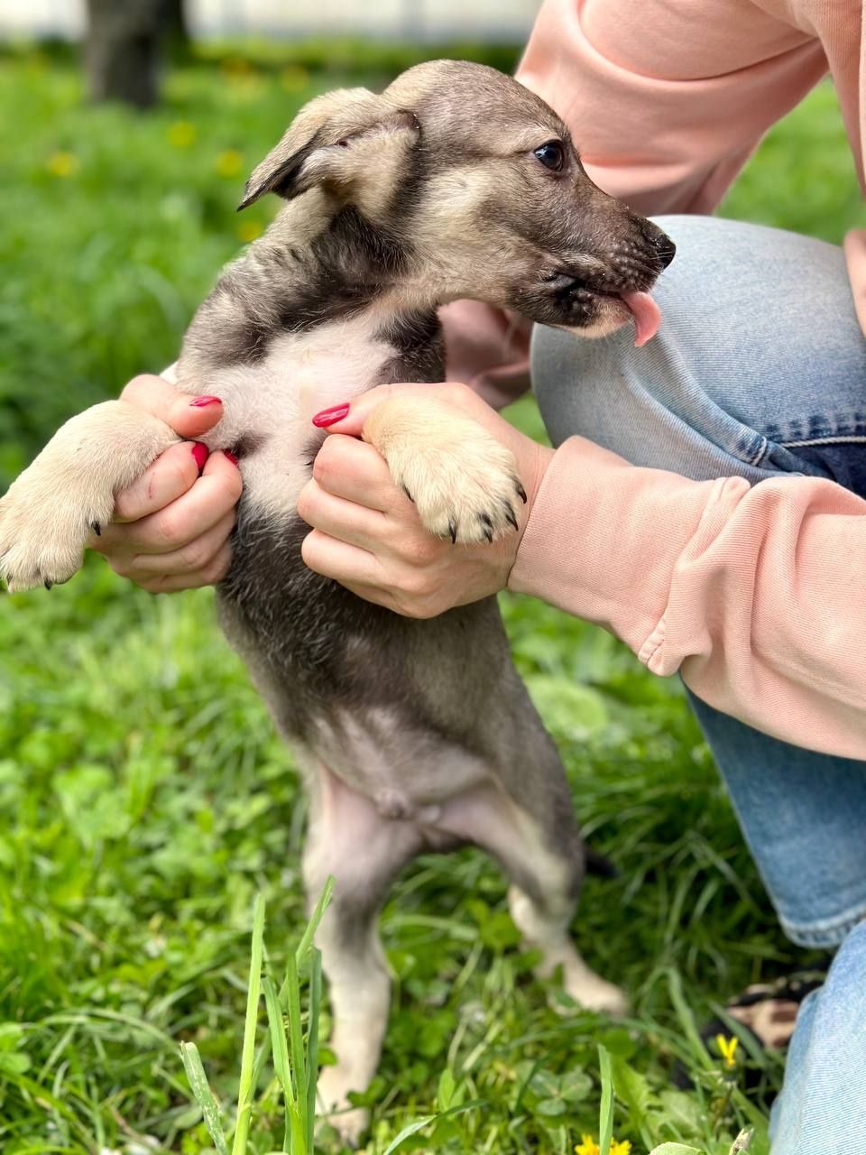 Цуценя. Хлопчик. 3 місяці.