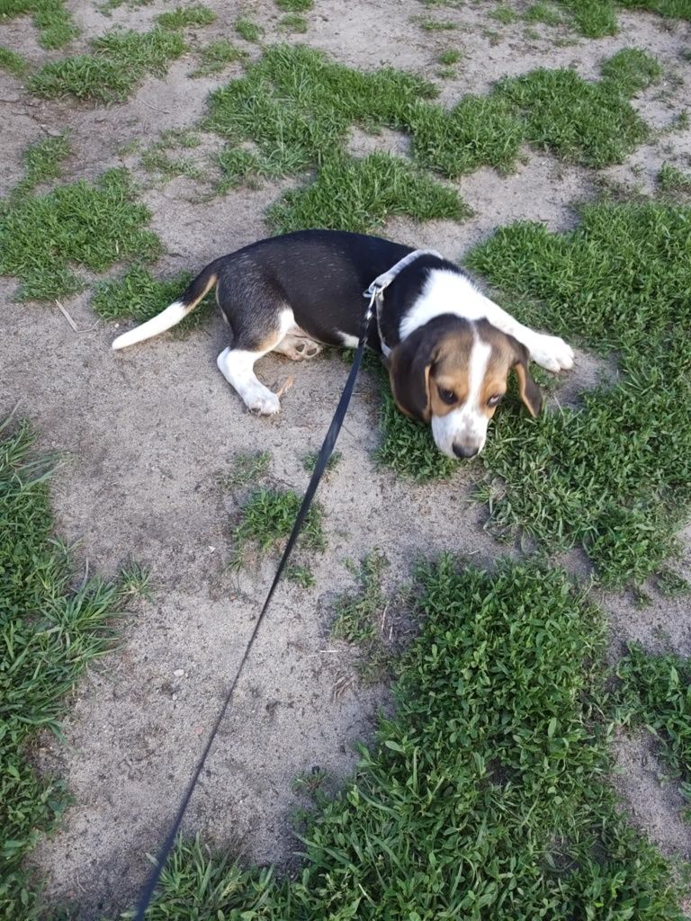 Beagle tricolor piesek do odbioru