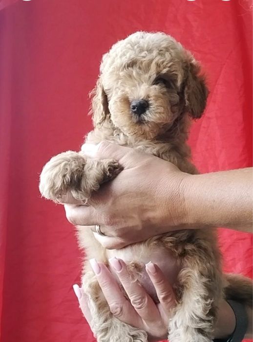 Чудесный малыш той пудель