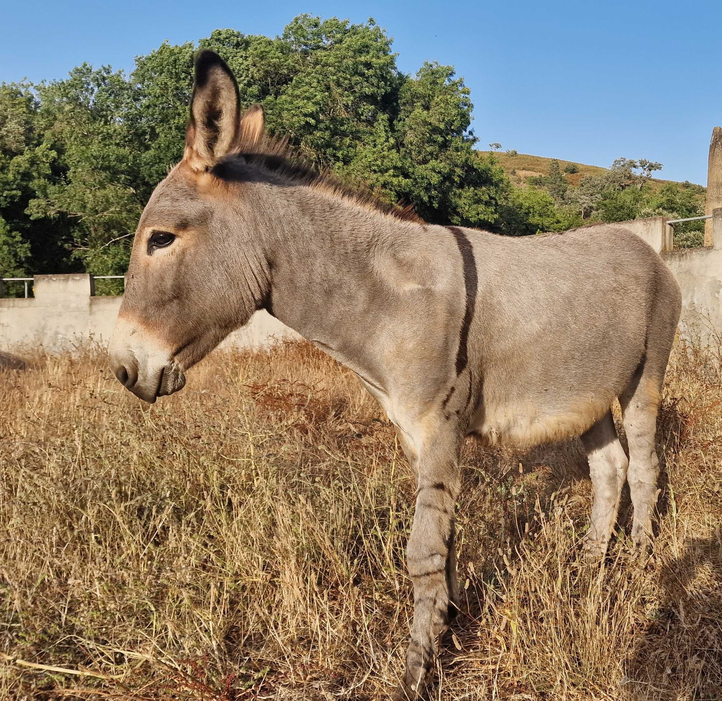 Burrinho novo e muito dócil