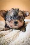 Yorkshire terrier