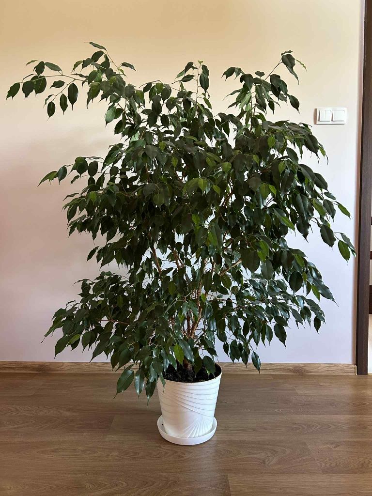 Figowiec Benjamina fikus benjamina