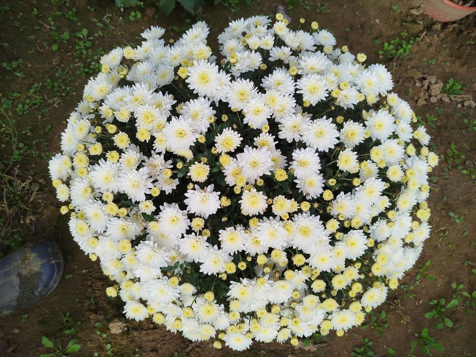 Chryzantemy przecudowne kopeczki