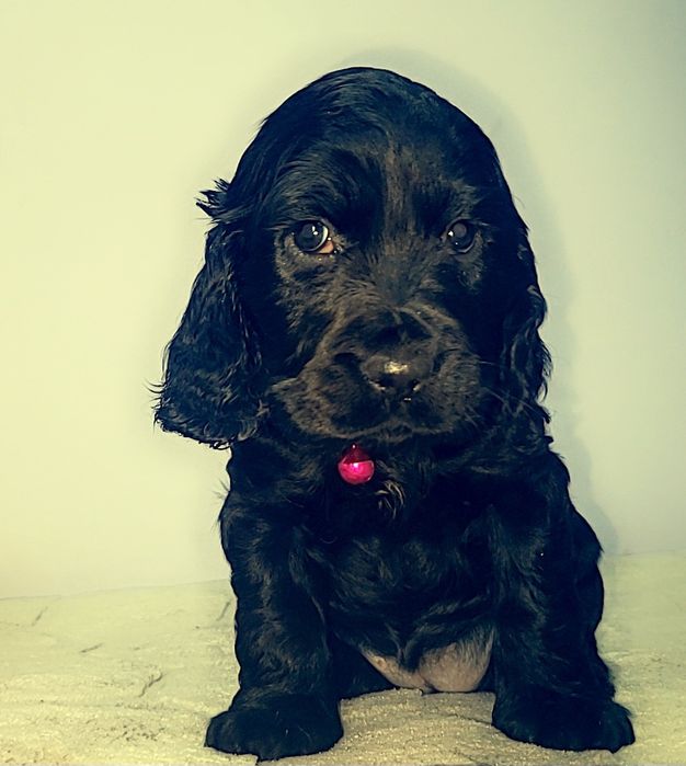 Piękna Suczka Cocker Spaniel