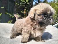 Śliczny piesek shih-tzu mini