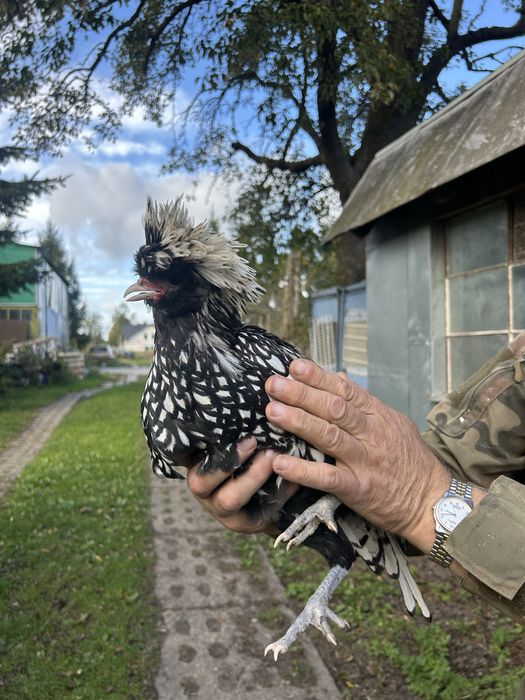 Czubatka srebrna kogut