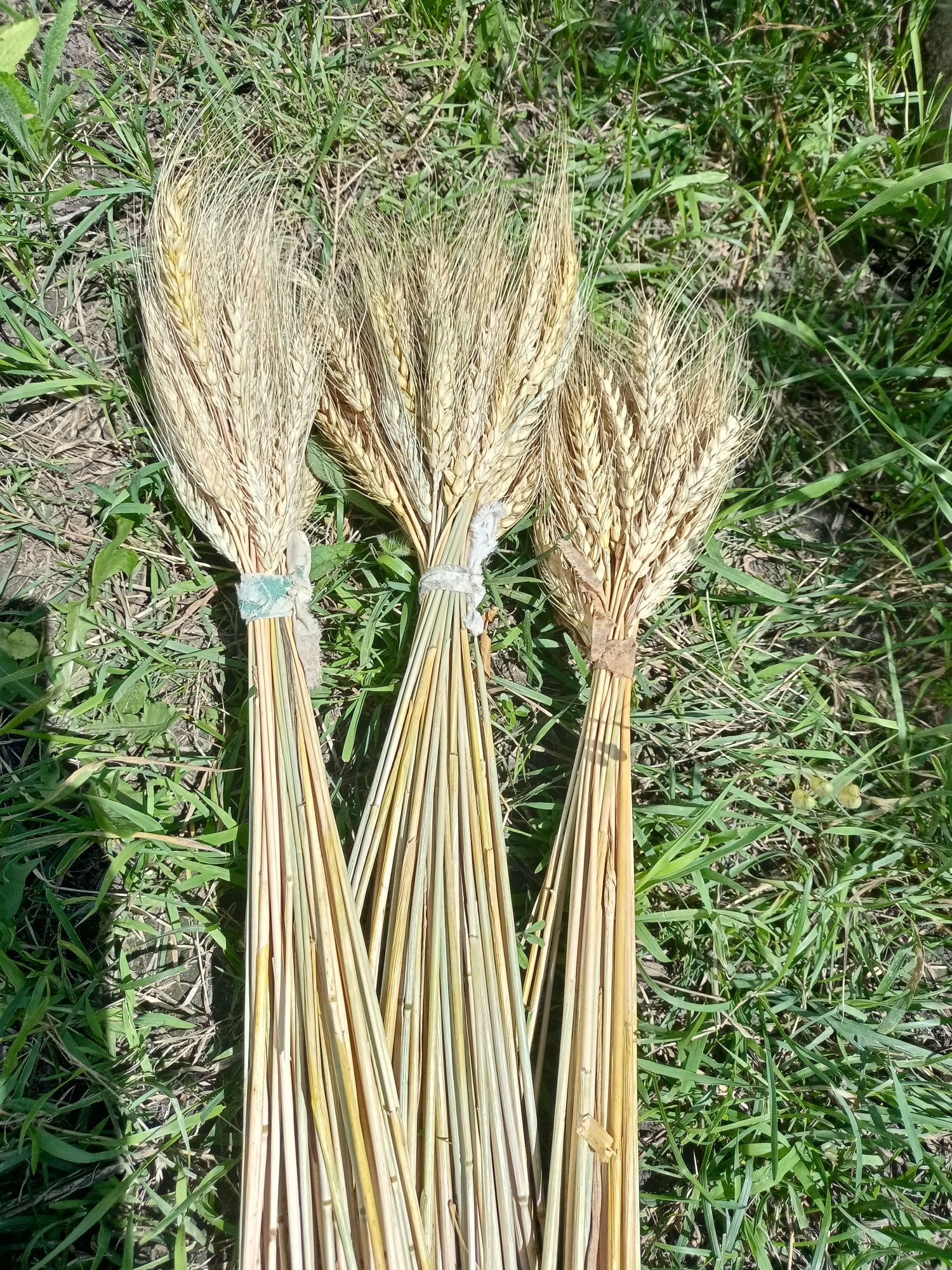 Сніп жита Колоски пшениці жита льон овес колосочки