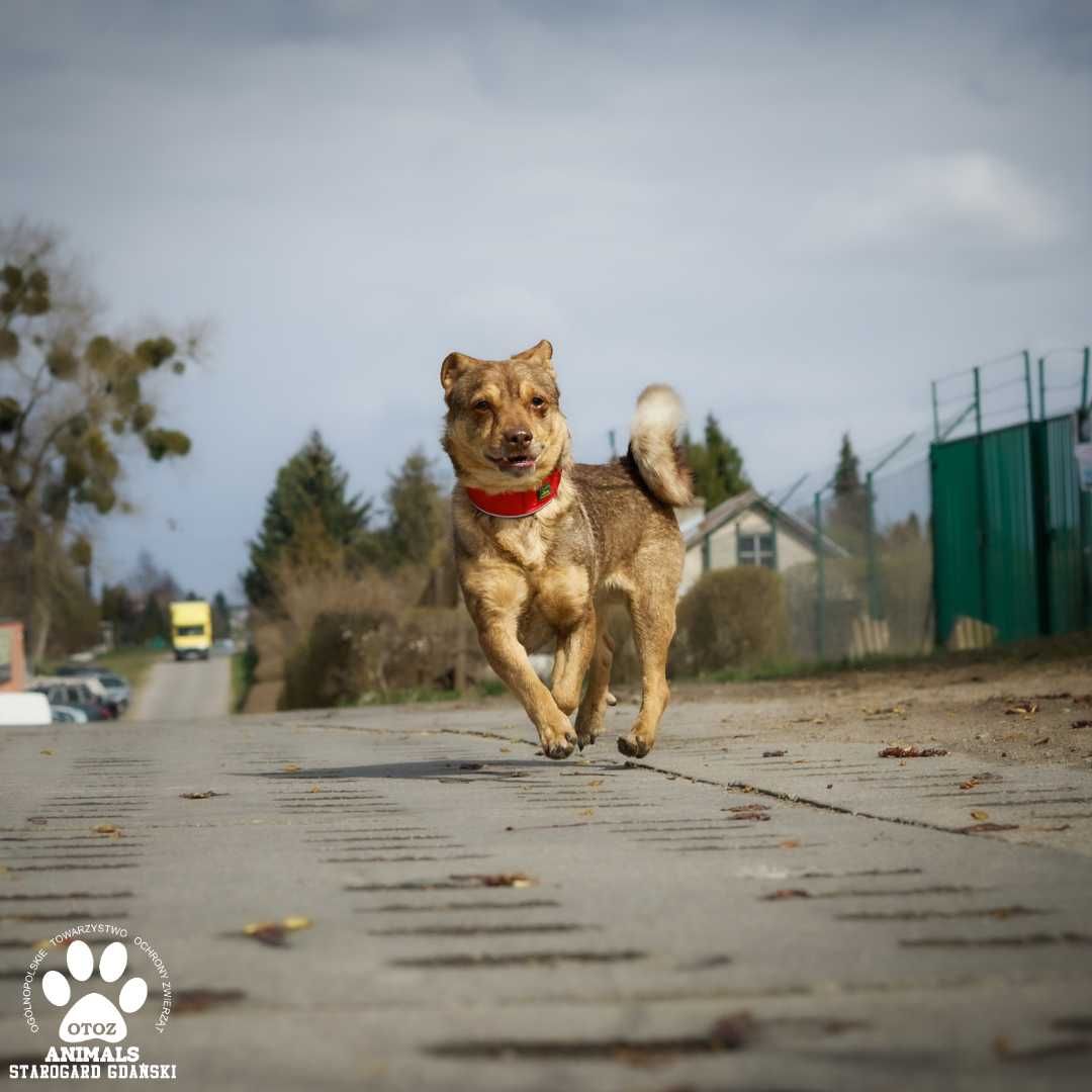 Mały psiak do adopcji!