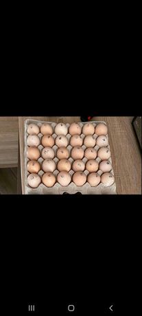 Яйце на інкубацію несучка Ломан  Браун