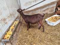 Cabras marciana novas a dar leite.