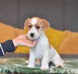 Jack Russell FCI – mały dżentelmen czeka na swój nowy dom!