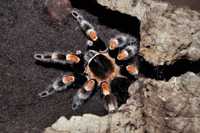 Brachypelma hamorii самцы 3 см тело паука птицееда новичкам