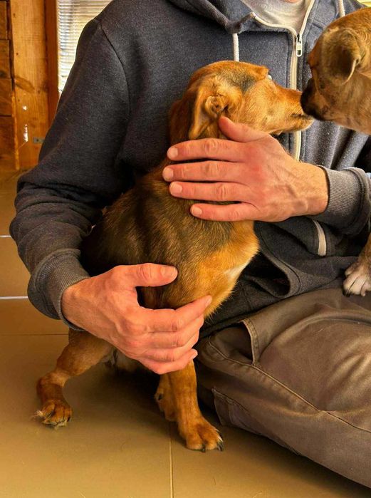 Mała i młoda suczka Willa do adopcji