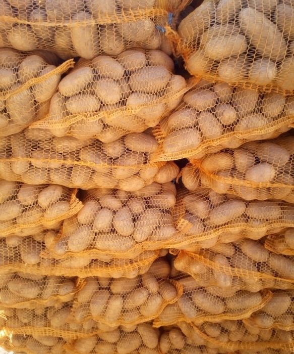 Ziemniaki jadalne Queen Anne / Gala - Kartofle