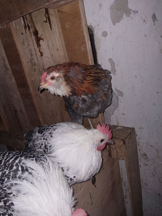 Koguty Araukany, Pary, Araucana, Brakla srebrna, kury ozdobne
