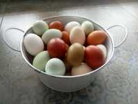 Jaja lęgowe, kolorowe, marans, arakuanow i inne.