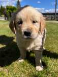 Golden retriever *Gotowe do odbioru*