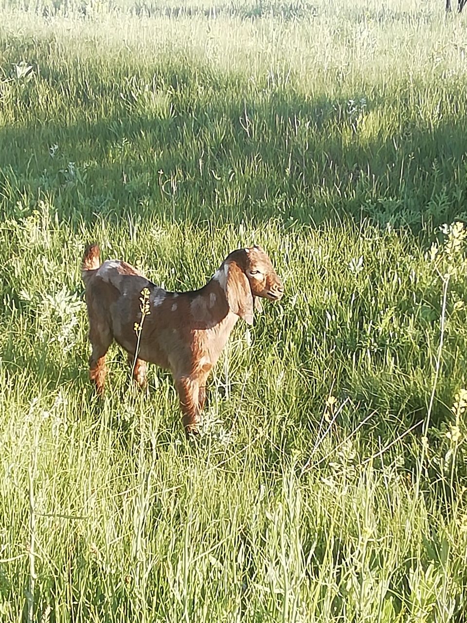 Продам срочно козлика на племя