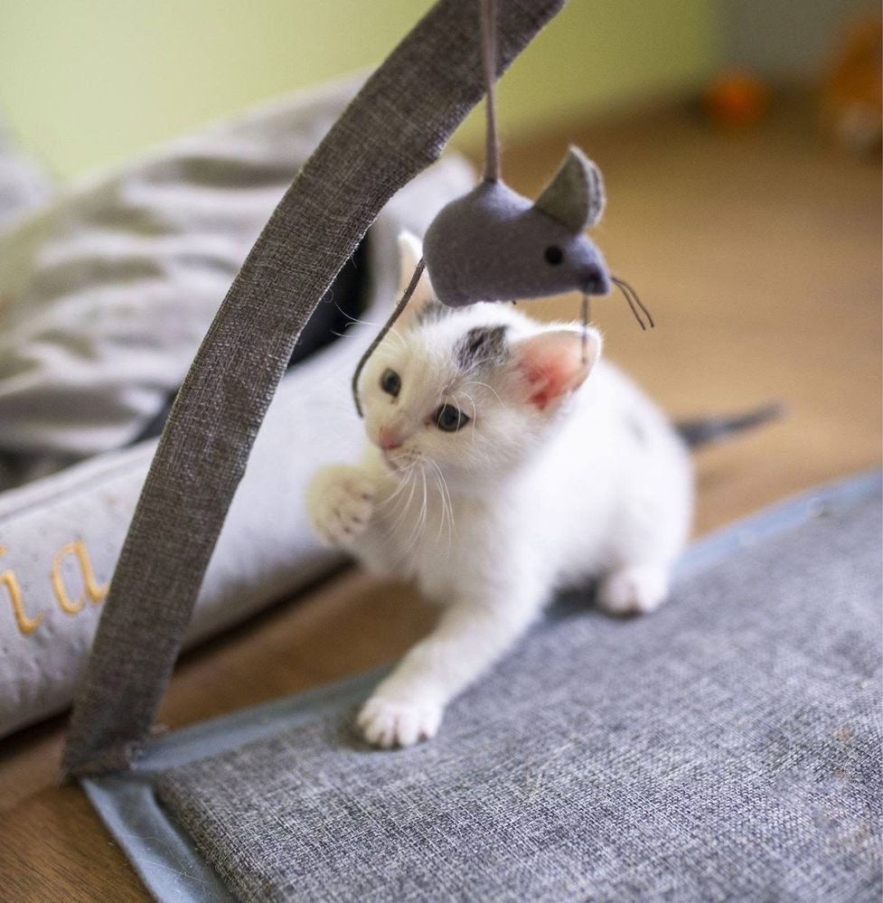 Śliczny kotek do adopcji za darmo