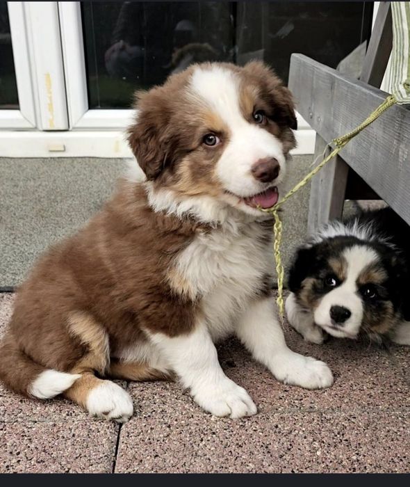 Amazing Ponidzie Border Collie