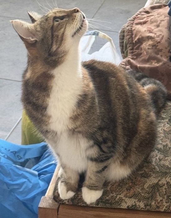 Потерялась кошка!