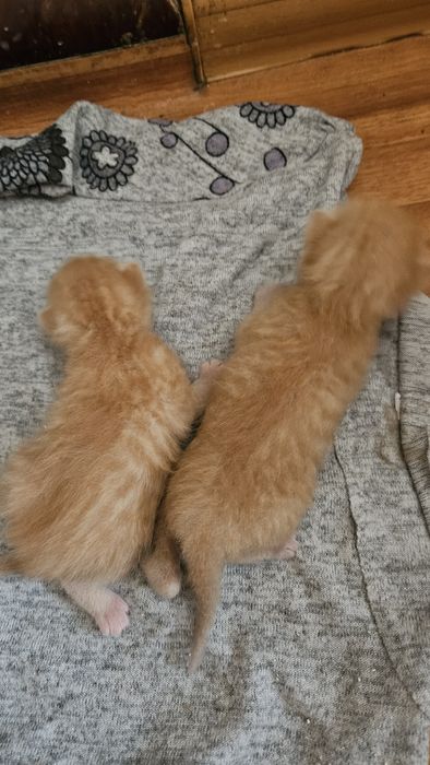 Віддам  кошенят  у добрі руки