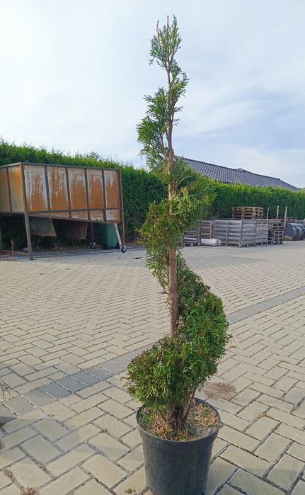 Tuja szmaragd formowana na ślimak