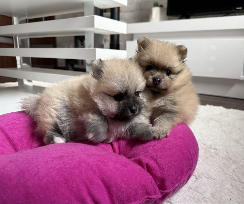 Szpic miniaturowy pomeranian, suczka  orange sable.