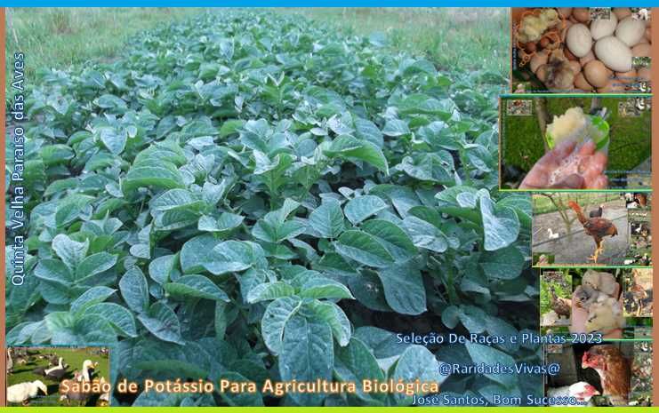 Sabão de Potássio Concentrado para Plantas (Agricultura Bio 950g)